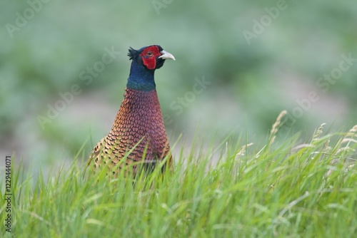 Common Pheasant (Phasianus colchicus) cock photo