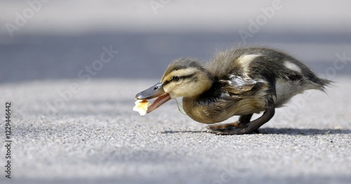 Mallard Duckling (Anas plathyrrhynchos) eating bread crumbs photo