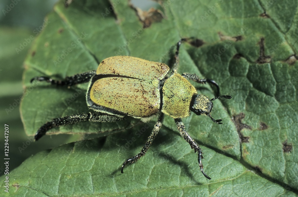 Yellow-green eucinetid beetle (Hoplia farinosa) Yellow-green eucinetid beetle (Hoplia farinosa)