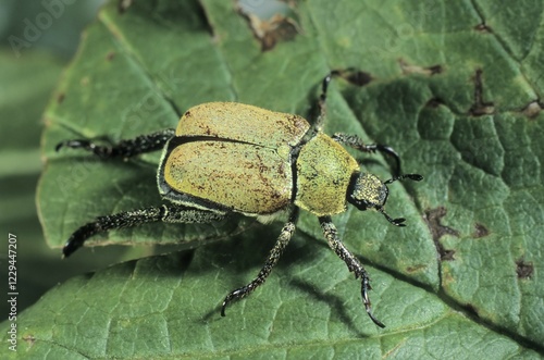 Yellow-green eucinetid beetle (Hoplia farinosa) photo