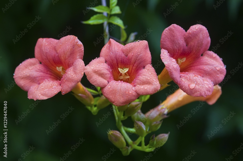 Obraz premium Trumpet vine (Campsis x tagliabuana 'Madame Galen')