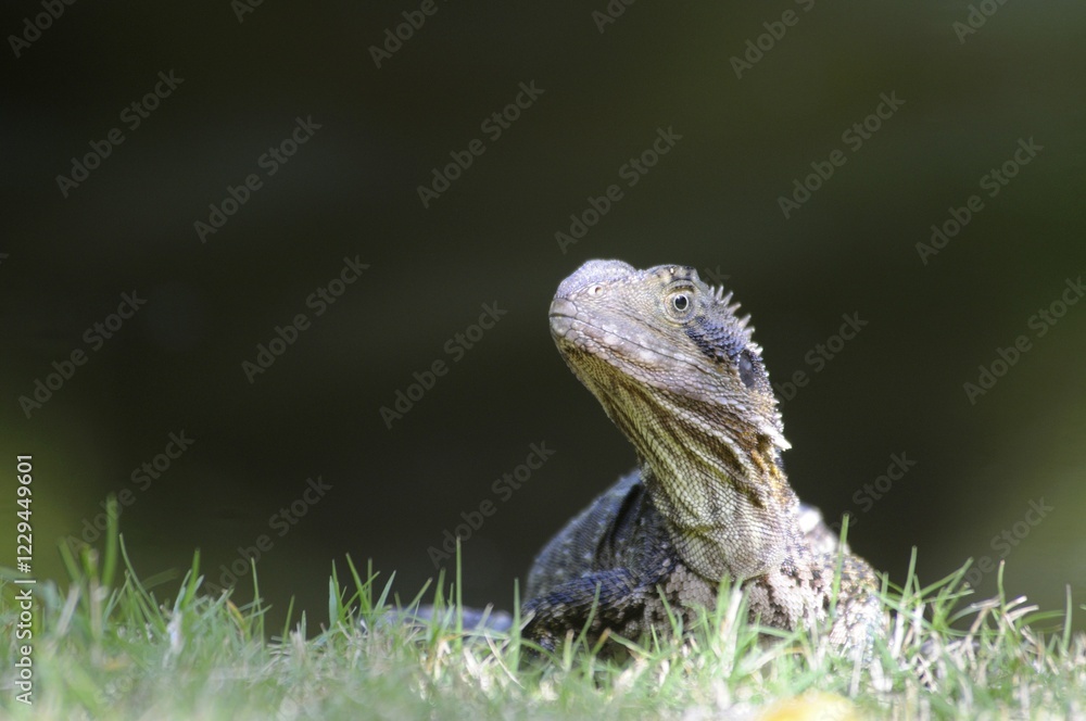 Obraz premium Australian water dragon (Physignathus lesueurii), Australia, Oceania