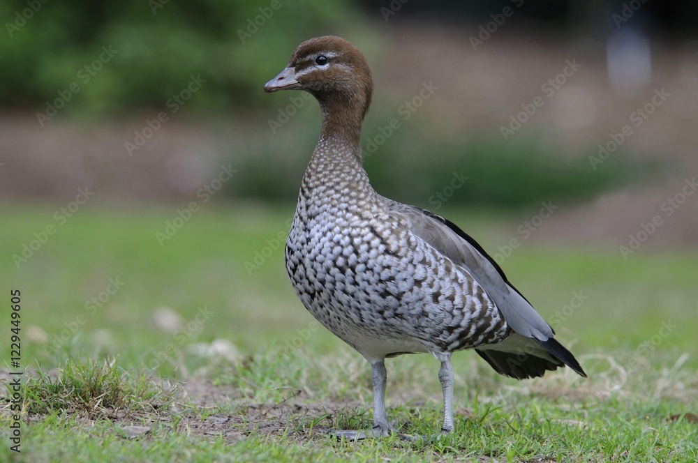 Australian wood duck, Maned duck, Maned goose (Chenonetta jubata), Australia, Oceania Australian wood duck, Maned duck, Maned goose (Chenonetta jubata), Australia, Oceania
