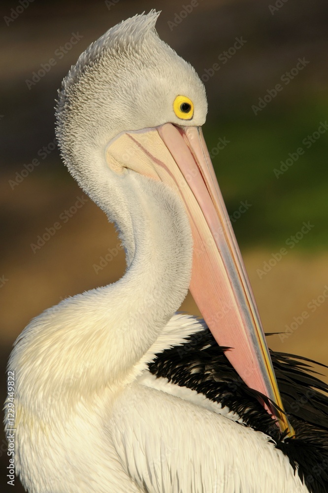 Australian pelican (Pelecanus conspicillatus), Australia, Oceania