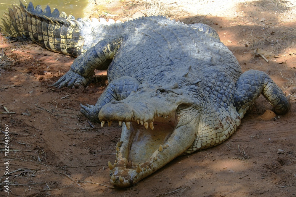 Obraz premium Saltwater or Estuarine crocodile (Crocodylus porosus), Australia, Oceania