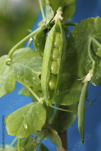 Bursting sheet of a Snow pea (Pisum sativum saccharatum), Germany, Europe photo