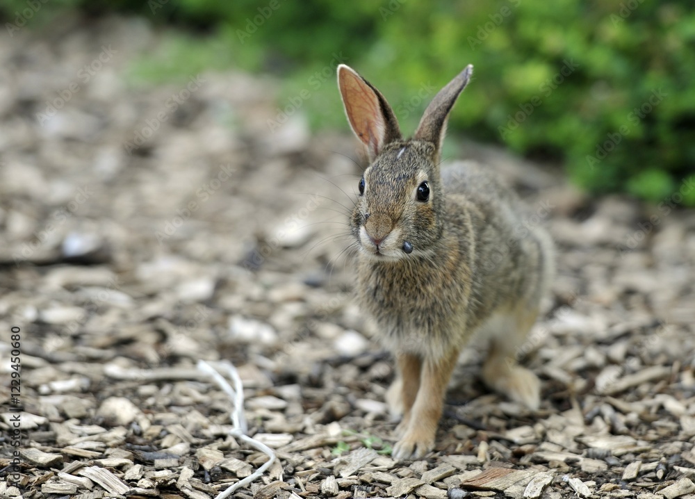 Fototapeta premium Cottontail rabbit (Sylvilagus), leveret, with ticks on its mouth, Chicago, Illinois, United States of America, USA, North America