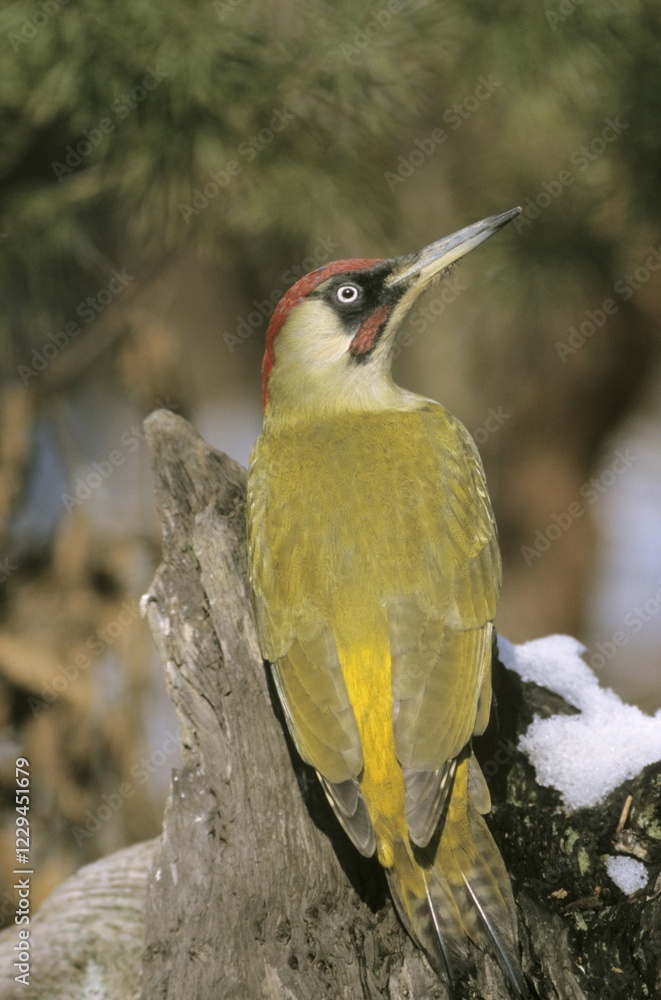 Fototapeta premium Green Woodpecker (Picus viridis), male