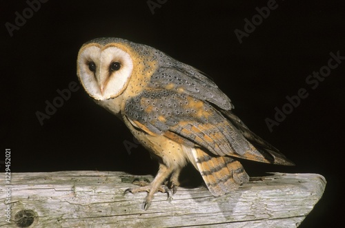 Dark-breasted barn owl (Tyto alba guttata), Central European subspecies with darker plumage, sitting in a barn photo