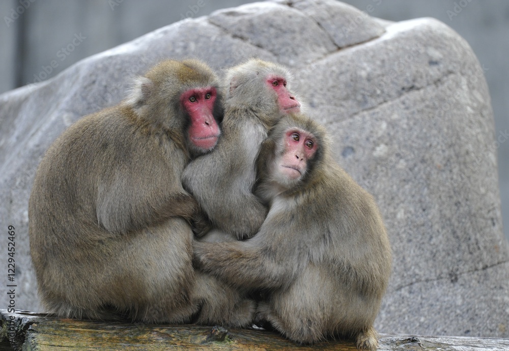 Japanese Macaques or Snow Monkeys (Macaca fuscata) warming each other Japanese Macaques or Snow Monkeys (Macaca fuscata) warming each other