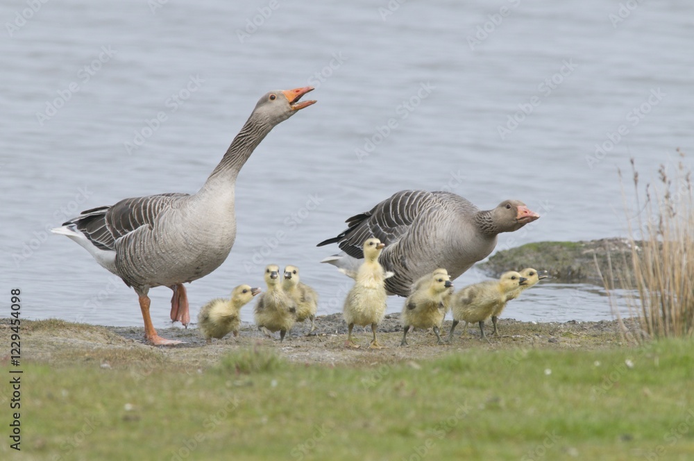 Fototapeta premium Greylag Goose (Anser anser), Island of Texel, Holland, The Netherlands, Europe