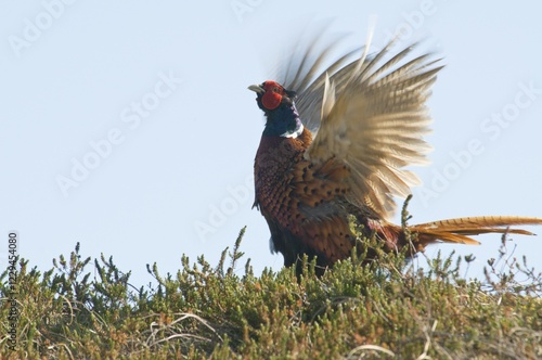 Common Pheasant (Phasianus colchicus), calling, Island of Spiekeroog, East Frisian Islands, Germany, Europe photo