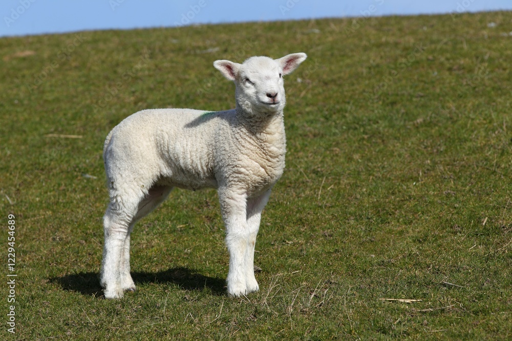 Lamb, Domestic Sheep (Ovis ammon f. Aries) on a dyke, Schleswig-Holstein, Germany, Europe Lamb, Domestic Sheep (Ovis ammon f. Aries) on a dyke, Schleswig-Holstein, Germany, Europe