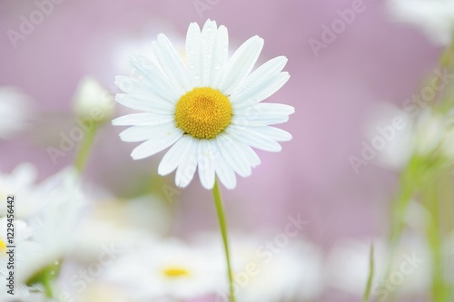 Daisy (Leucanthemum)