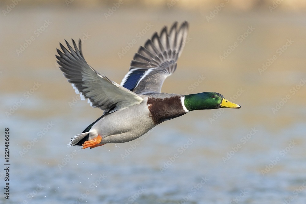 Mallard (Anas platyrhynchos), in flight above water surface, Hesse, Germany, Europe Mallard (Anas platyrhynchos), in flight above water surface, Hesse, Germany, Europe