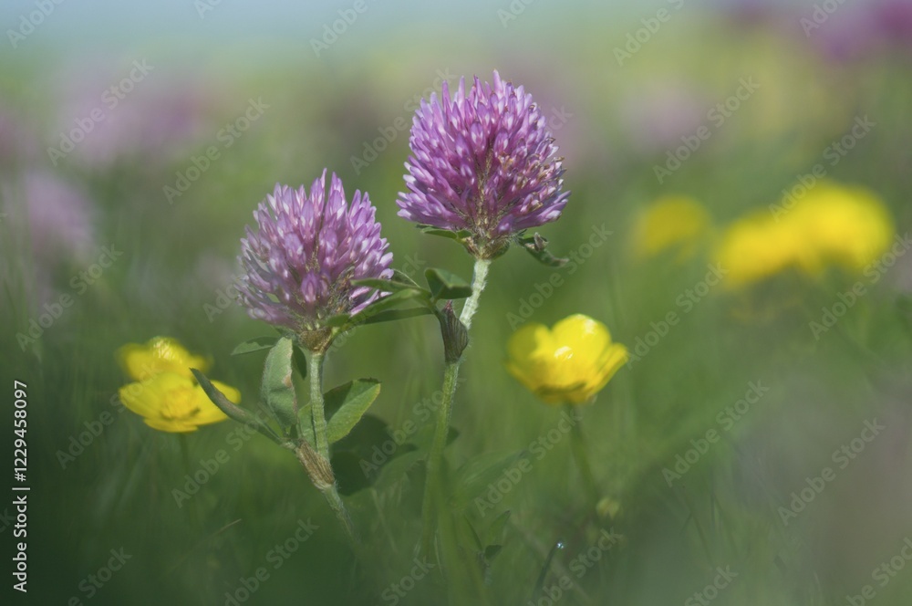Red Clover (Trifolium pratense) and Buttercup (Ranunculus acris) Red Clover (Trifolium pratense) and Buttercup (Ranunculus acris)