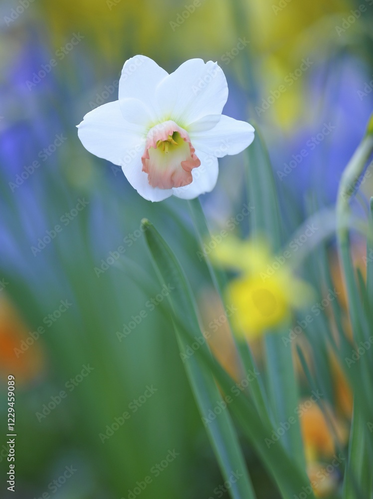 Daffodil (Narcissus), cultivar Daffodil (Narcissus), cultivar