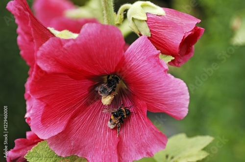 Foto Two Bumblebees (Bombus) covered in pollen on a Hollyhook (Alcea rosea)