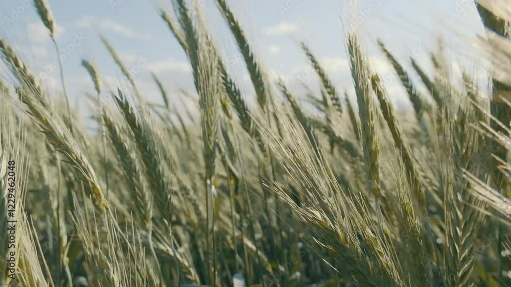 A close-up nature scene, swaying ears of grain scattered by the wind and a peaceful view in the green field. A close-up nature scene, swaying ears of grain scattered by the wind and a peaceful view in the green field.