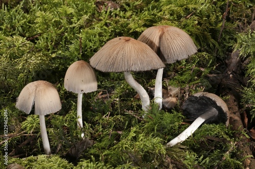 Mica Cap or Glistening Inky Cap (Coprinus micaceus), Untergroeningen, Baden-Wuerttemberg, Germany, Europe photo