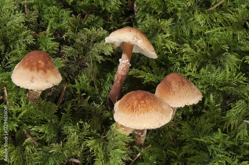 Chestnut Dapperling (Lepiota castanea), Untergroeningen, Baden-Wuerttemberg, Germany, Europe photo