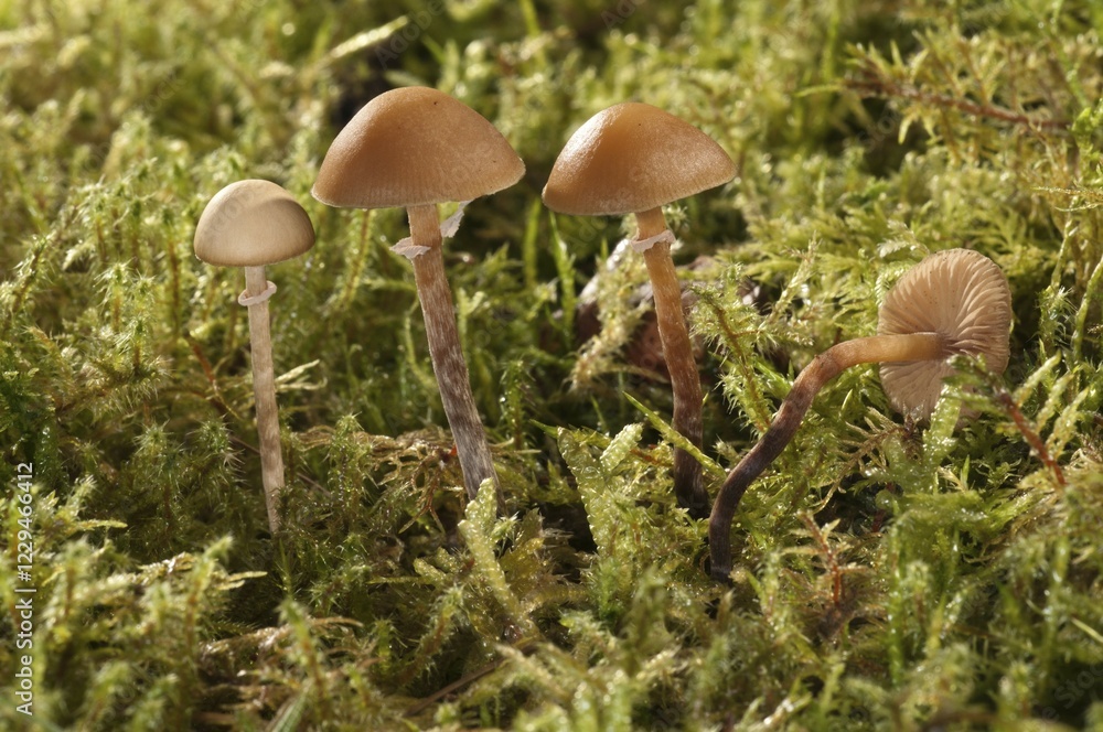 Fototapeta premium Conocybe teneroides mushrooms, Untergroeningen, Baden-Wuerttemberg, Germany, Europe