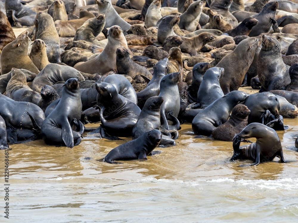 Fototapeta premium Brown fur seals (Arctocephalus pusillus), colony on sandbank, Walvis Bay City, Erongo Region, Namibia, Africa