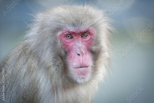 Red-faced Macaque (Macaca fuscata), portrait, captive photo