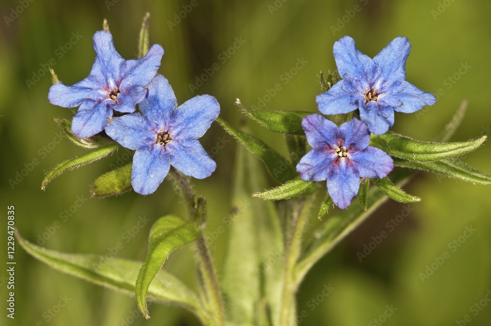 Purple Gromwell (Buglossoides purpurocaerulea), in a garden in Untergroeningen, Baden-Wuerttemberg, Germany, Europe Purple Gromwell (Buglossoides purpurocaerulea), in a garden in Untergroeningen, Baden-Wuerttemberg, Germany, Europe