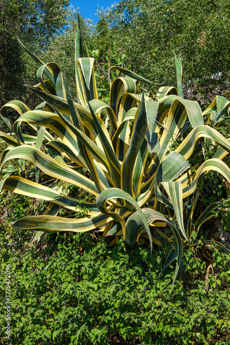 Bilde på lerret Hundertjährige Agave, Agave americana