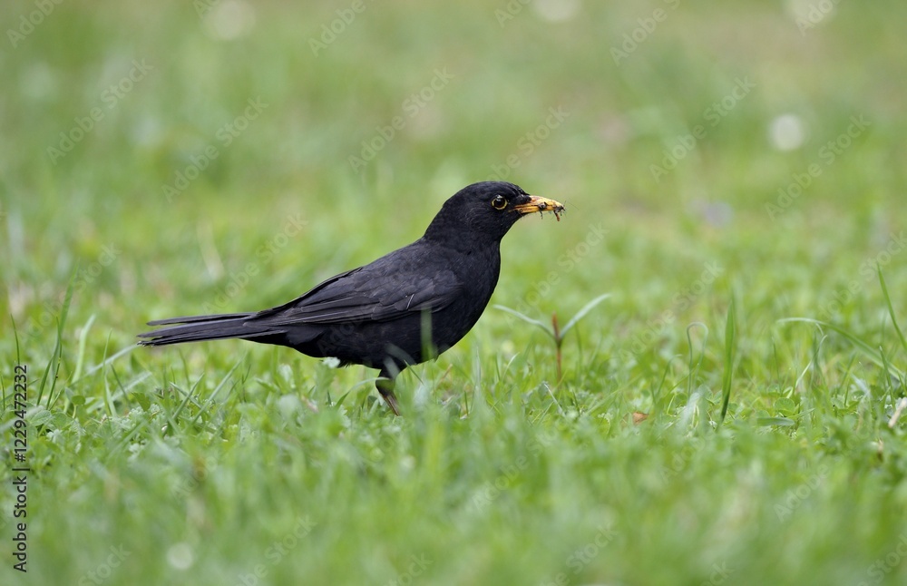 Blackbird (Turdus merula), male, collecting insects in its beak Blackbird (Turdus merula), male, collecting insects in its beak