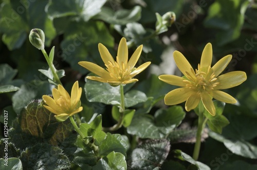 Lesser celandine (Ficaria verna), Untergroeningen, Baden-Wuerttemberg, Germany, Europe photo