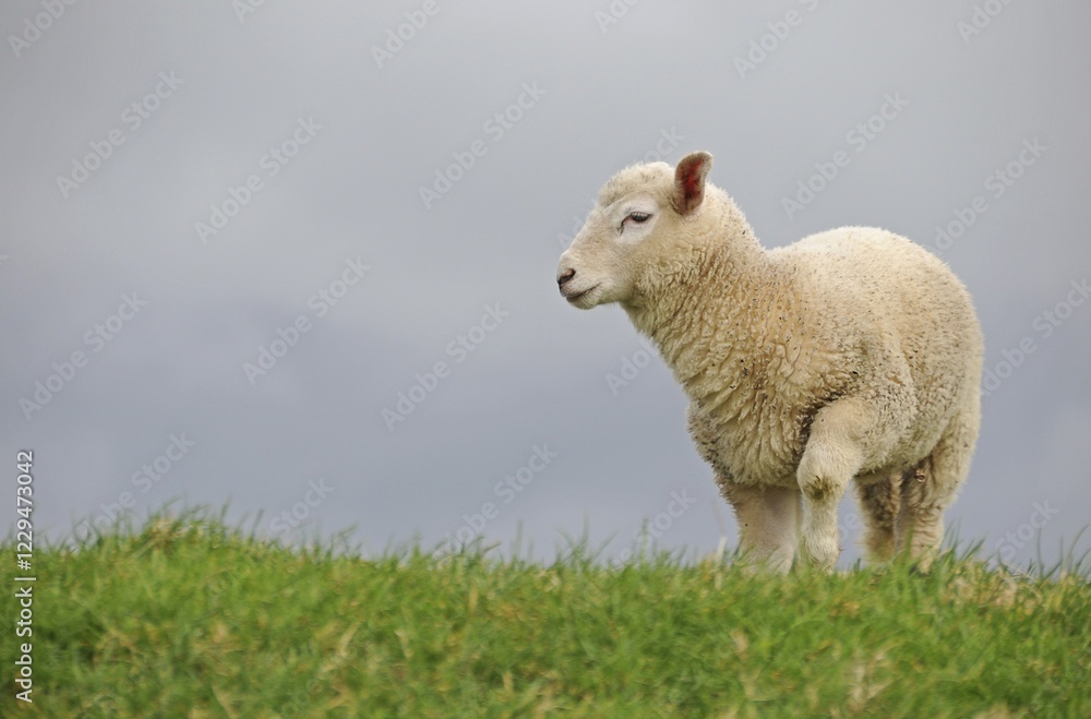 Lamb on the dyke of the Elbe river at Kollmar, Schleswig-Holstein, Germany, Europe Lamb on the dyke of the Elbe river at Kollmar, Schleswig-Holstein, Germany, Europe