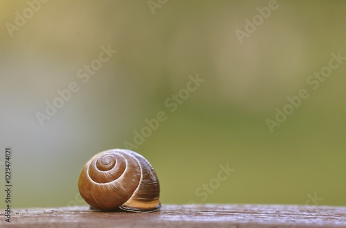 Shell of a Snail (Helicidae) photo