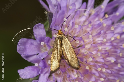 Brassy long-horn (Nemophora metallica), female looking for nectar, Untergroeningen, Baden-Wuerttemberg, Germany, Europe photo