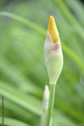 German Iris (Iris germanica), Stuttgart, Baden-Wuerttemberg, Germany, Europe