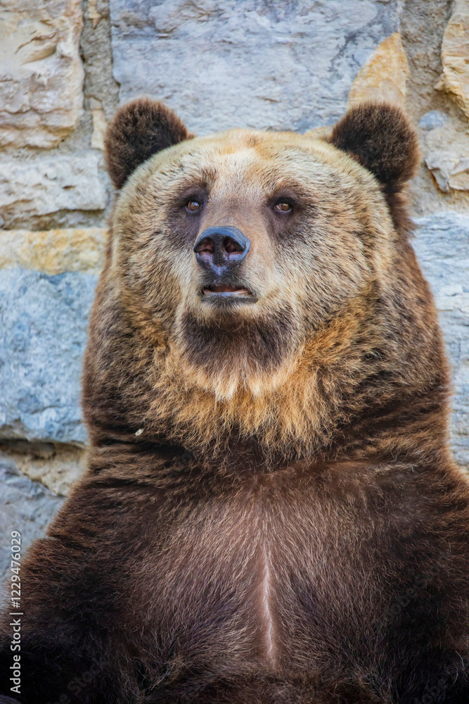 Obraz premium a closeup image of Eurasian brown bear. One of the most common subspecies of the brown bear, and is found in much of Eurasia.