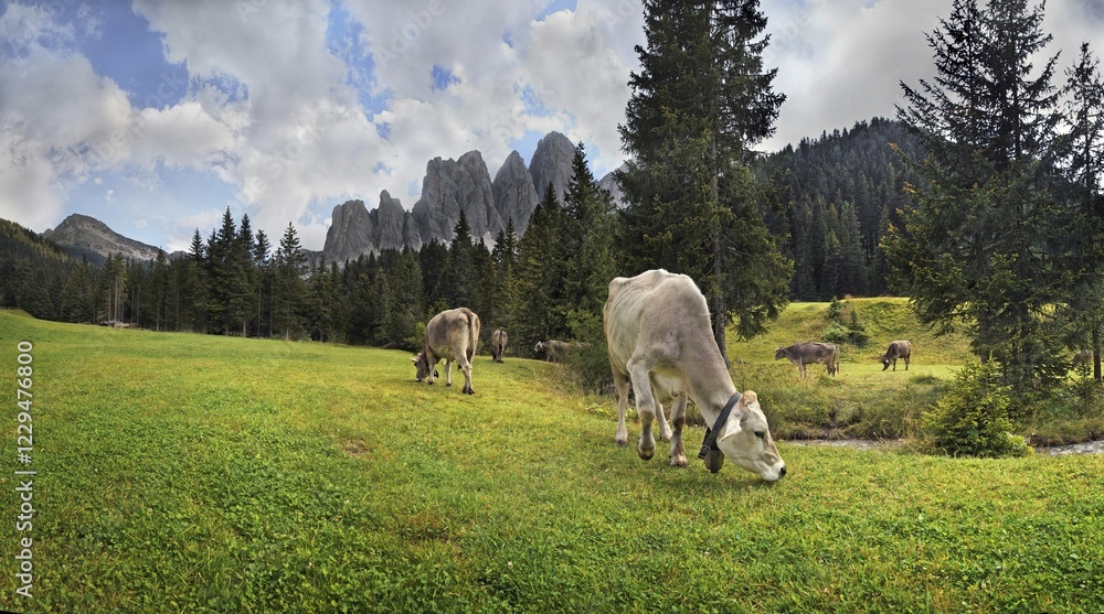 Naklejka premium Dairy cows on a mountain pasture, Geisler Group, Odle Mountains at back, Zanser Alm alp, Santa Maddalena, Villnoess or Funes Valley, Dolomites, South Tyrol, Italy, Europe