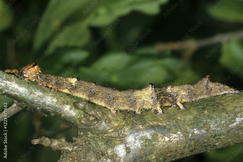 Large Astiodes sponsa caterpillar, well camouflaged caterpillar on a twig of its feeding plant the oak Large Astiodes sponsa caterpillar, well camouflaged caterpillar on a twig of its feeding plant the oak