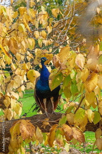 Pfau auf einem Ast im Baum photo