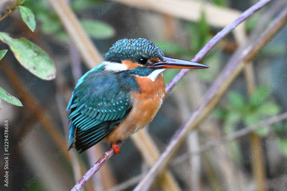 Fototapeta premium カワセミ川蝉 common kingfisher