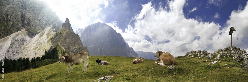 Obraz premium Panoramic view of happy cows at the Piz Ciaulong peak with summit cross on the Langkofel massif, Val Gardena, province of Bolzano-Bozen, Italy, Europe