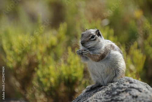 Barbary Ground Squirrel (Atlantoxerus getulus), feeding, Fuerteventura, Canary Islands, Spain, Europe photo