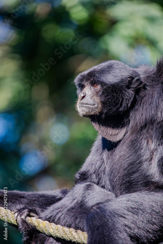 The siamang (Symphalangus syndactylus) is the largest gibbon species, found in the rainforests of Southeast Asia. Known for its 