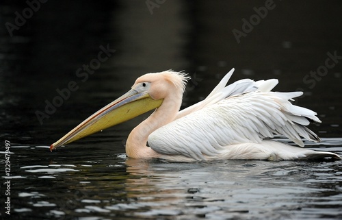 Photos White Pelican (Pelecanus onocrotalus) swimming in a lake