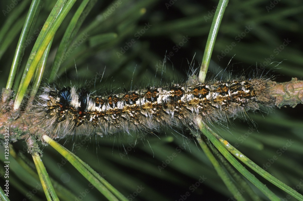Fototapeta premium Pine-tree Lappet Moth (Dendrolimus pini), caterpillar feeding on a pine tree