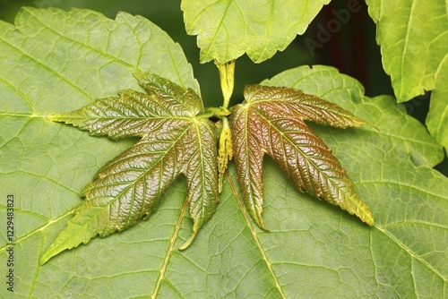 Sycamore Mapel (Acer pseudoplatanus), foliage, tree leaves in spring photo