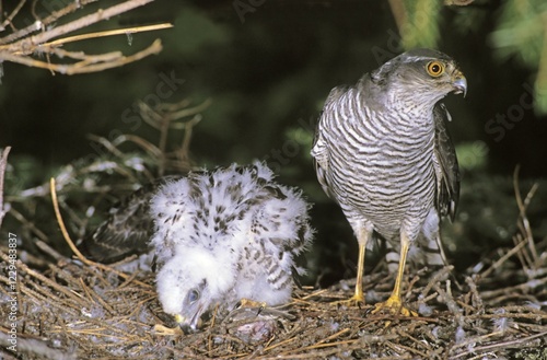 Sparrowhawk (Accipiter nisus) female with chicks at the aerie photo