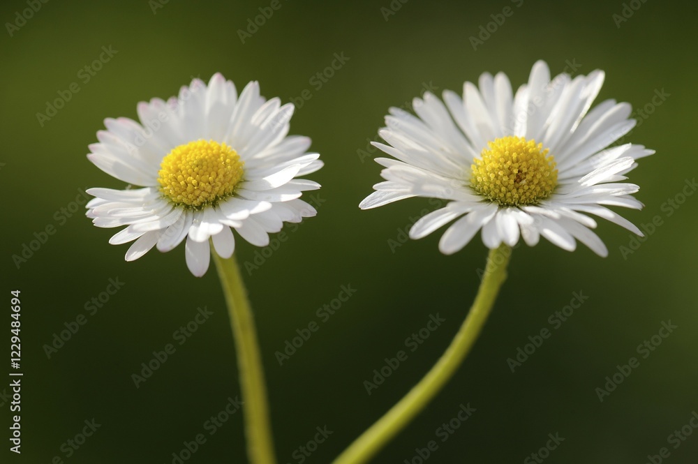 Fototapeta premium Daisies (Bellis perennis)