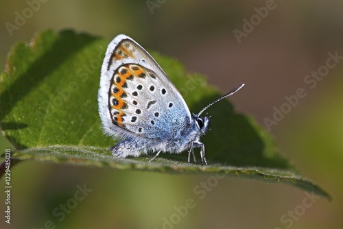 Wallpaper Mural Male Silver-studded Blue (Plebejus argus) (Plebeius argus) butterfly Torontodigital.ca